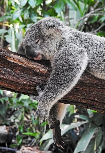Koala sleeping front